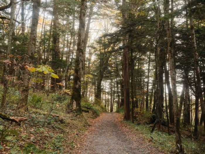 Foundation Trail